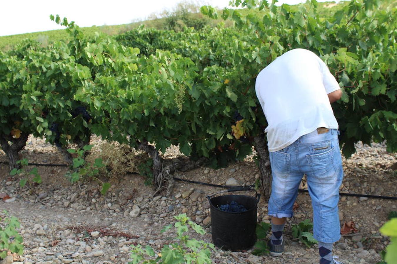 Blanca, tinta... La vendimia ha comenzado. Muy tempranera, eso sí, pero ya se ha puesto en marcha. Varias fincas de las localidades navarras del entorno de Azagra y San Adrián ya se han puesto manos a la obra. En unos casos de manera mecanizada y, en otros, a base de tijera y corquete.