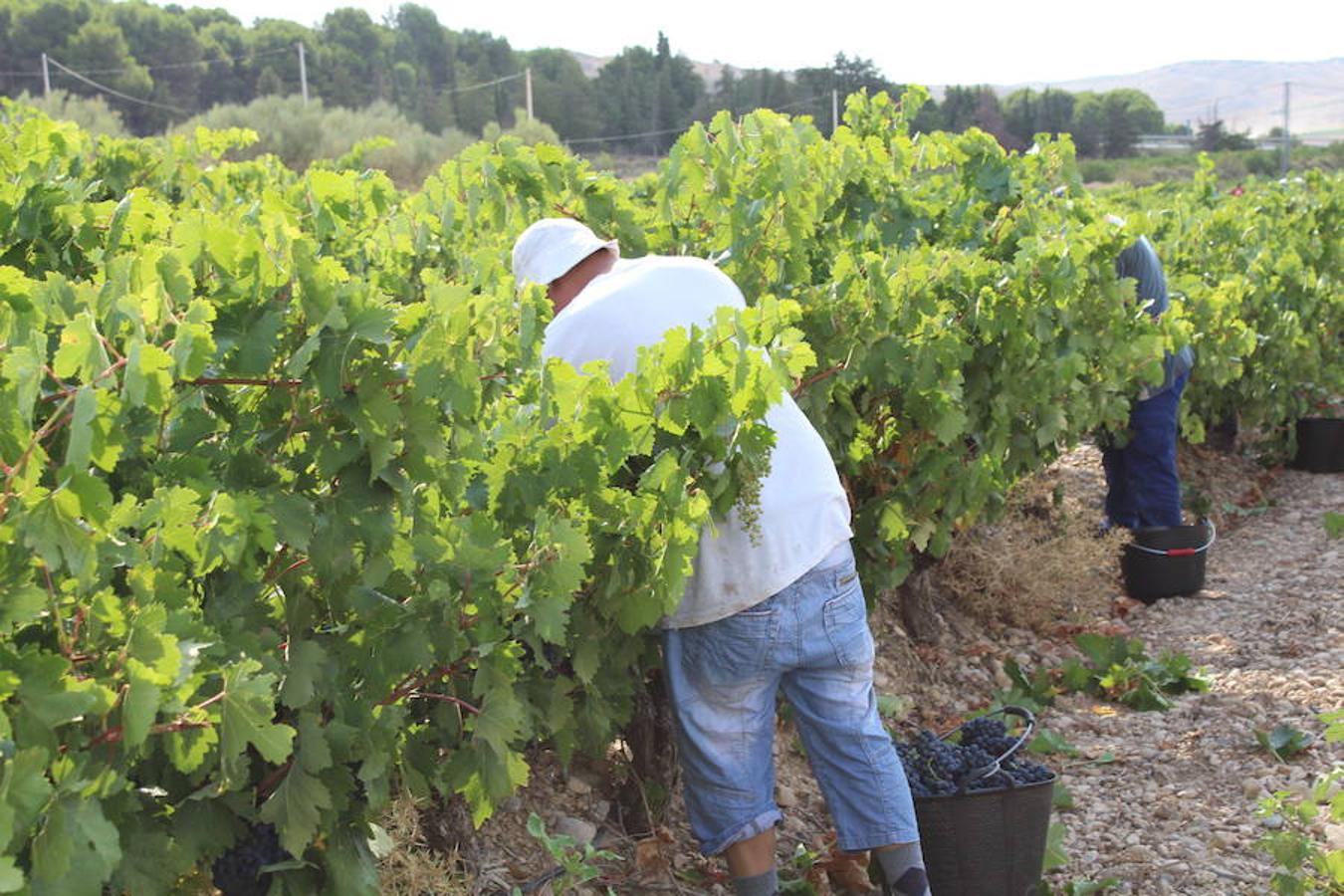 Blanca, tinta... La vendimia ha comenzado. Muy tempranera, eso sí, pero ya se ha puesto en marcha. Varias fincas de las localidades navarras del entorno de Azagra y San Adrián ya se han puesto manos a la obra. En unos casos de manera mecanizada y, en otros, a base de tijera y corquete.
