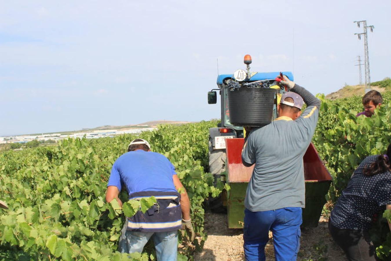 Blanca, tinta... La vendimia ha comenzado. Muy tempranera, eso sí, pero ya se ha puesto en marcha. Varias fincas de las localidades navarras del entorno de Azagra y San Adrián ya se han puesto manos a la obra. En unos casos de manera mecanizada y, en otros, a base de tijera y corquete.