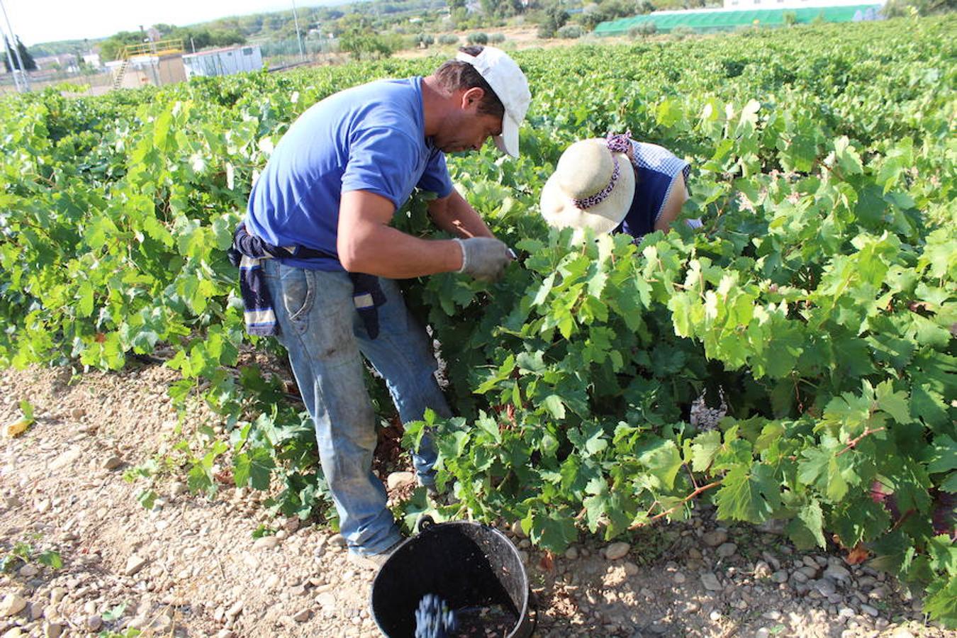Blanca, tinta... La vendimia ha comenzado. Muy tempranera, eso sí, pero ya se ha puesto en marcha. Varias fincas de las localidades navarras del entorno de Azagra y San Adrián ya se han puesto manos a la obra. En unos casos de manera mecanizada y, en otros, a base de tijera y corquete.
