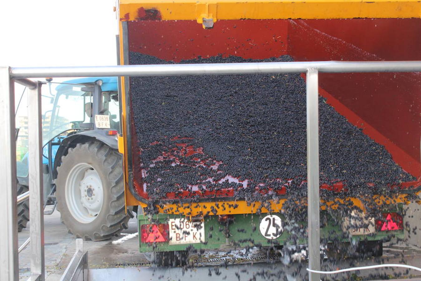 Blanca, tinta... La vendimia ha comenzado. Muy tempranera, eso sí, pero ya se ha puesto en marcha. Varias fincas de las localidades navarras del entorno de Azagra y San Adrián ya se han puesto manos a la obra. En unos casos de manera mecanizada y, en otros, a base de tijera y corquete.
