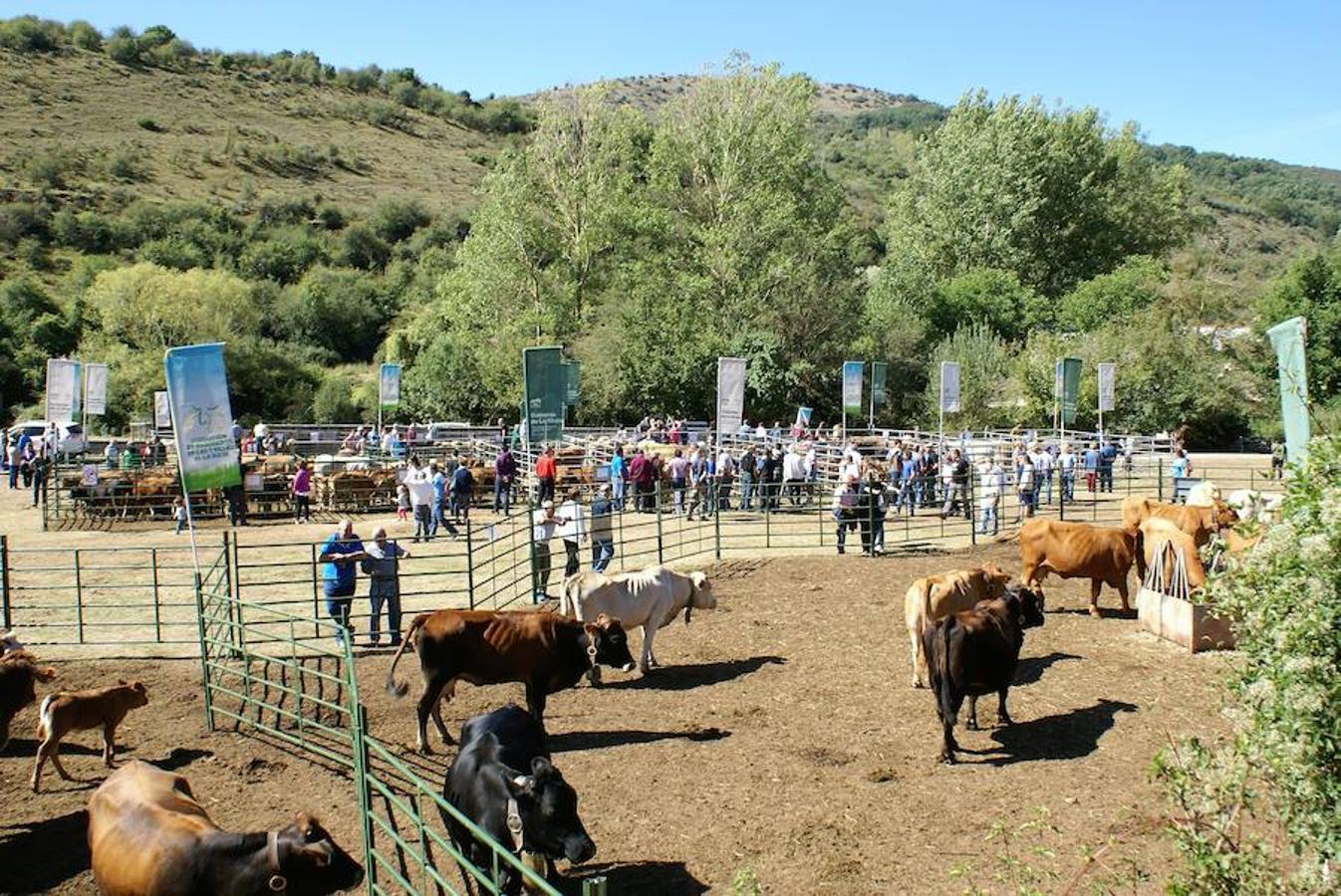 Tradición ganadera en Canales de la Sierra donde ayer se vivió su tradicional feria de ganado. Artesanía y productos de la tierra acompañaron una actividad que pelea por mantener su espacio y conservar el medio