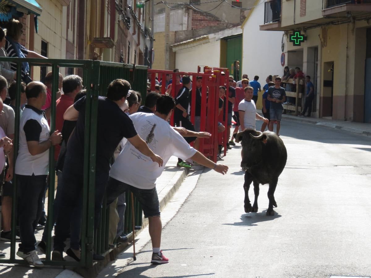 Imágenes de las vaquillas y de la procesión de las fiestas de Alfaro.