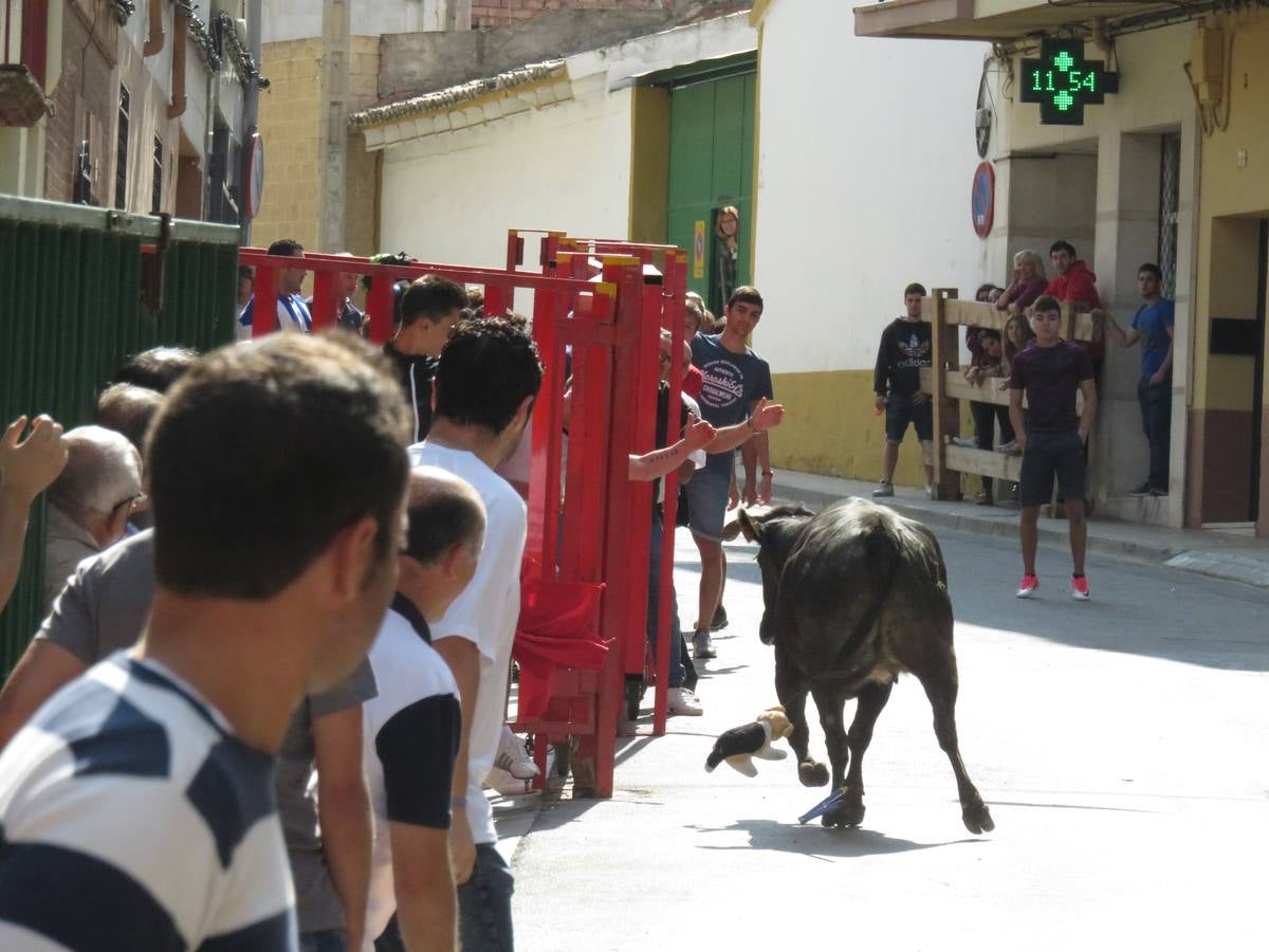 Imágenes de las vaquillas y de la procesión de las fiestas de Alfaro.