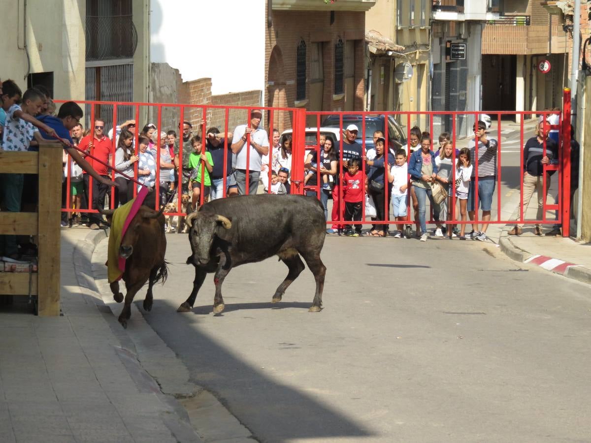 Imágenes de las vaquillas y de la procesión de las fiestas de Alfaro.