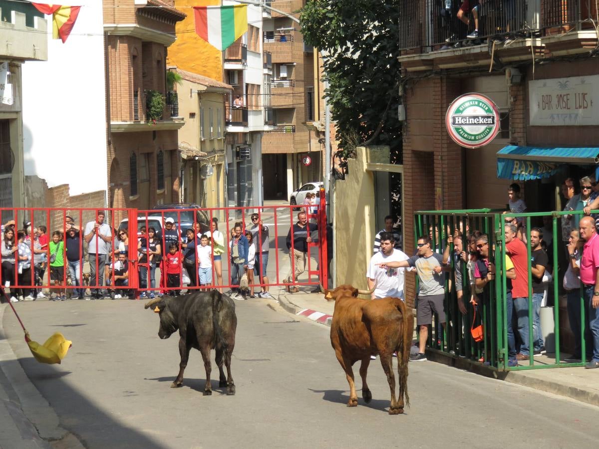 Imágenes de las vaquillas y de la procesión de las fiestas de Alfaro.