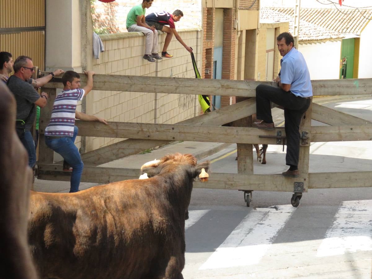 Imágenes de las vaquillas y de la procesión de las fiestas de Alfaro.