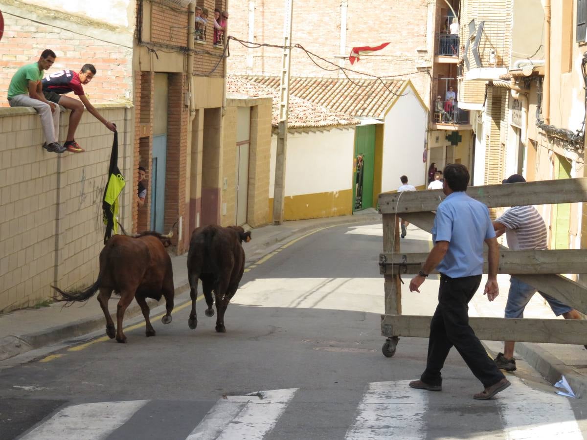 Imágenes de las vaquillas y de la procesión de las fiestas de Alfaro.