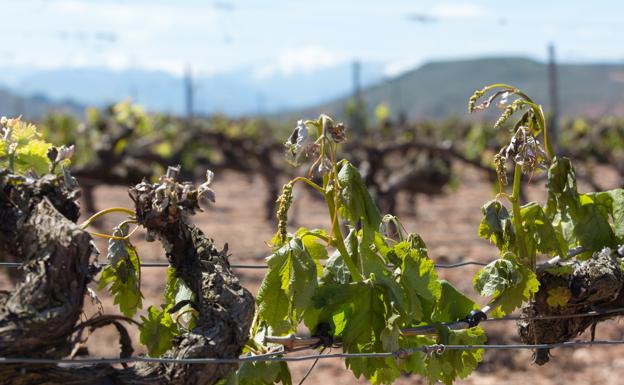 Agroseguro indemnizará con 15,3 millones los daños en uvas en La Rioja