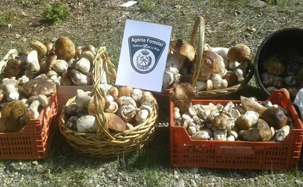 Decomisados en La Rioja más de 100 kilos de hongos recogidos de forma ilegal