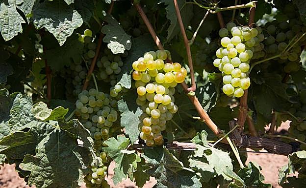 Así se convirtió la variedad tempranillo tinta en blanca