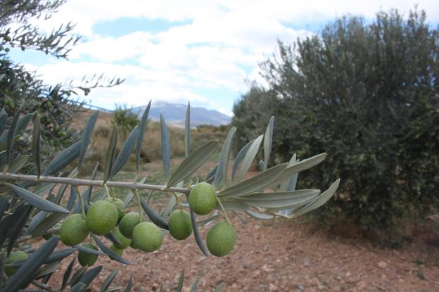 La oliva ha madurado sana en los árboles pese a la sequía, como en este olivar con Isasa al fondo. :: E.P.