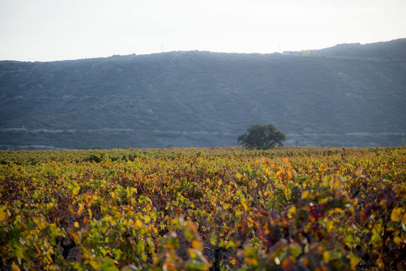 Las viñas riojanas, en otoño