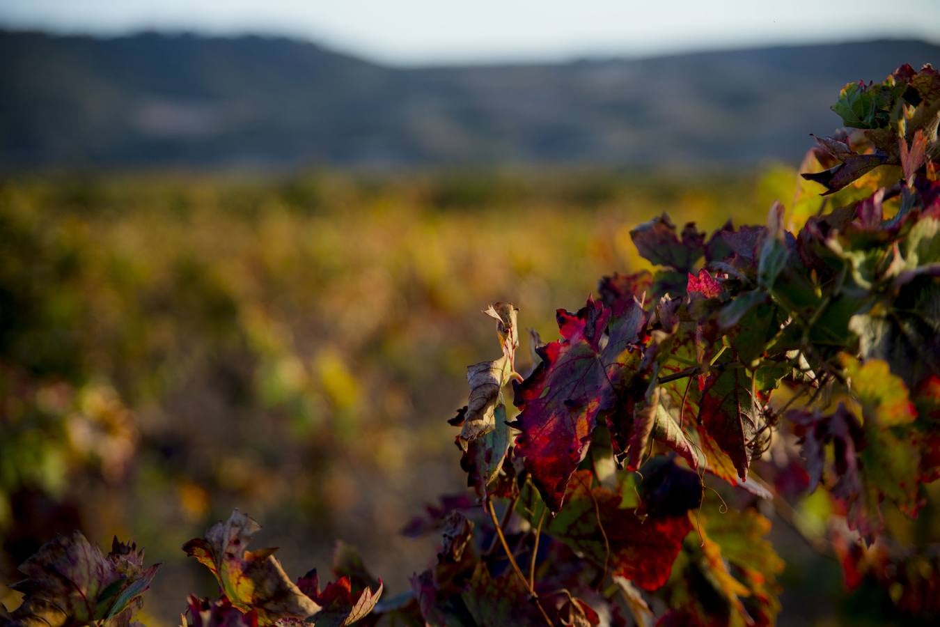 Las viñas riojanas, en otoño