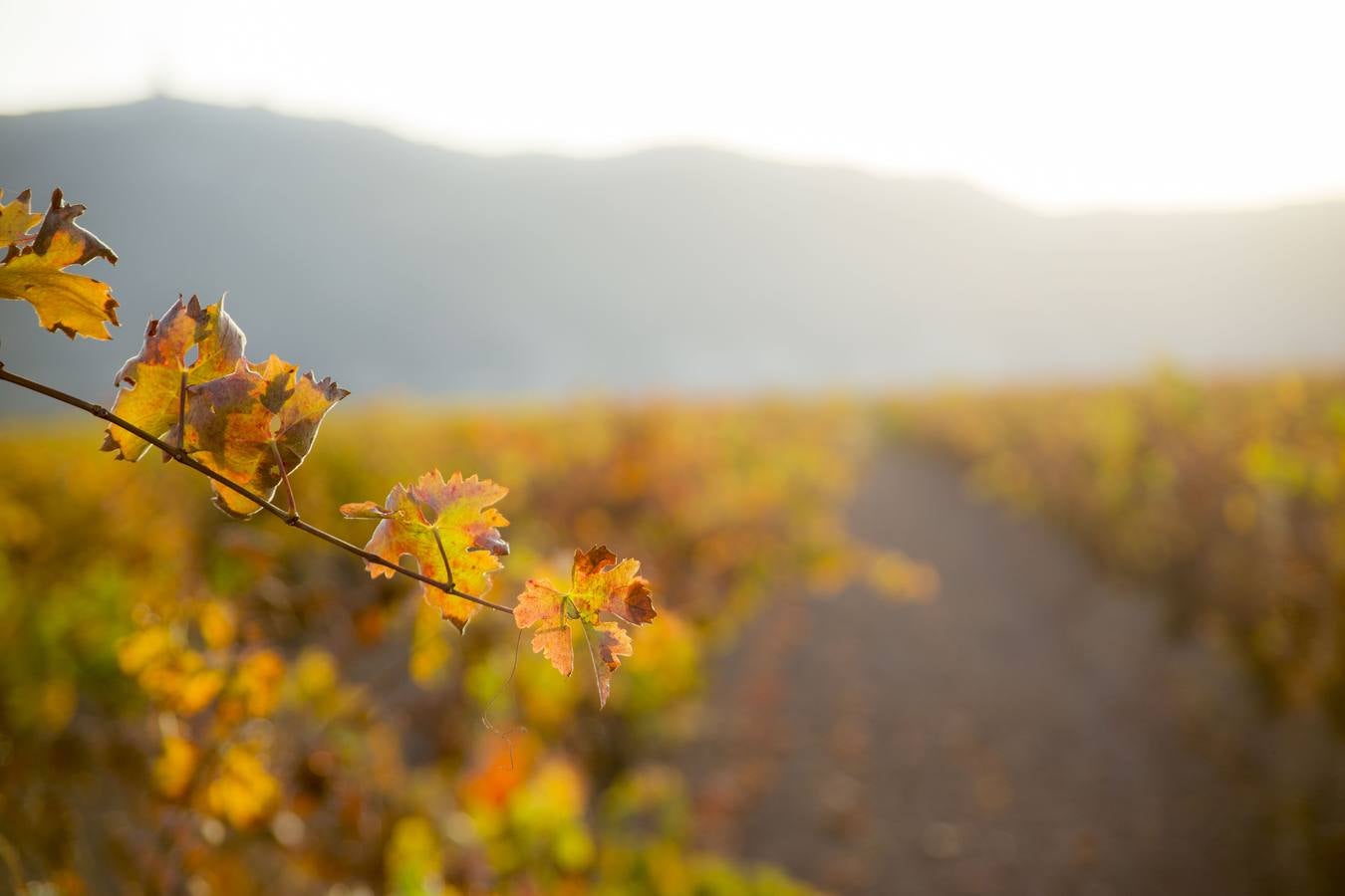 Las viñas riojanas, en otoño