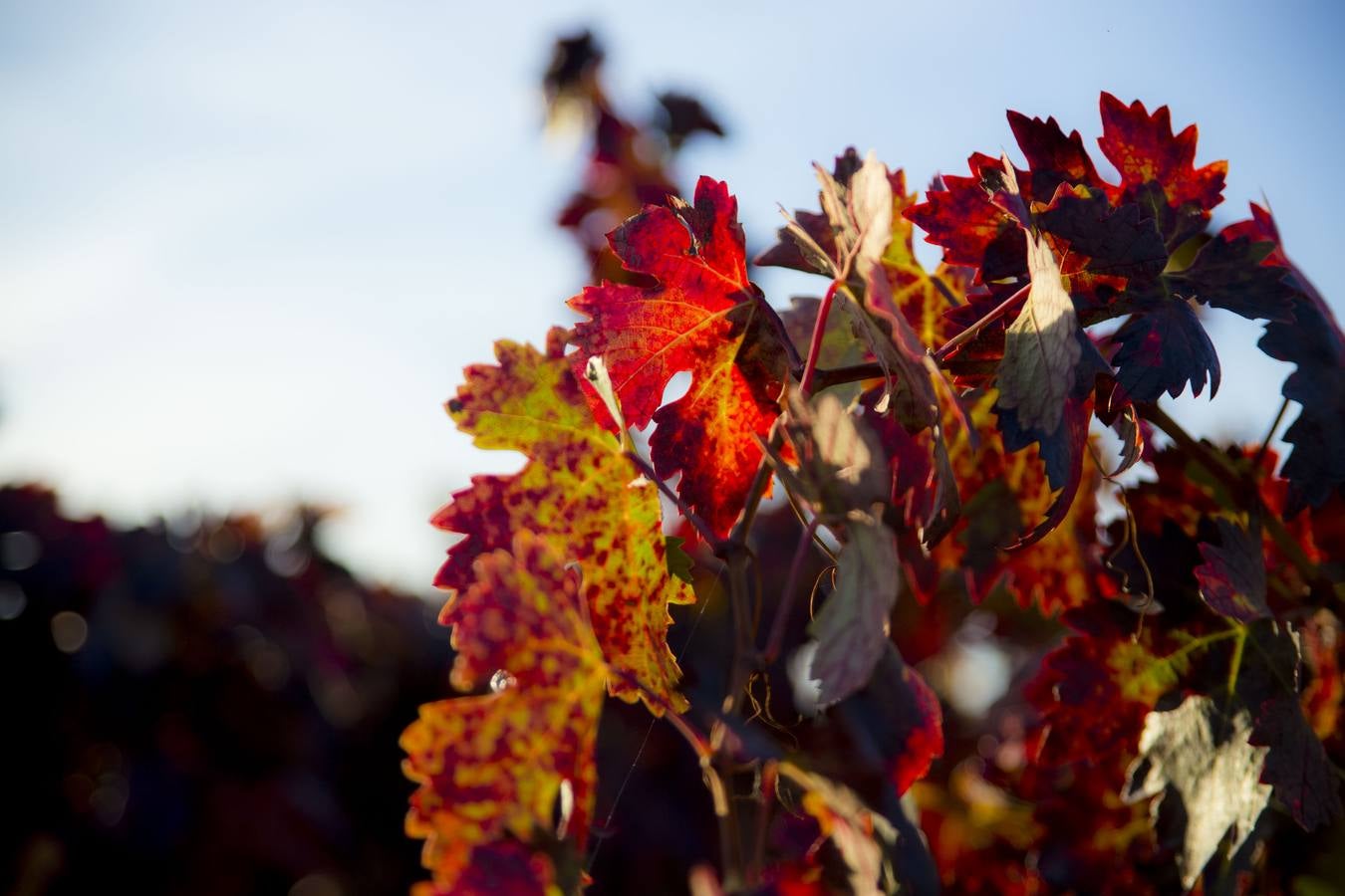 Las viñas riojanas, en otoño