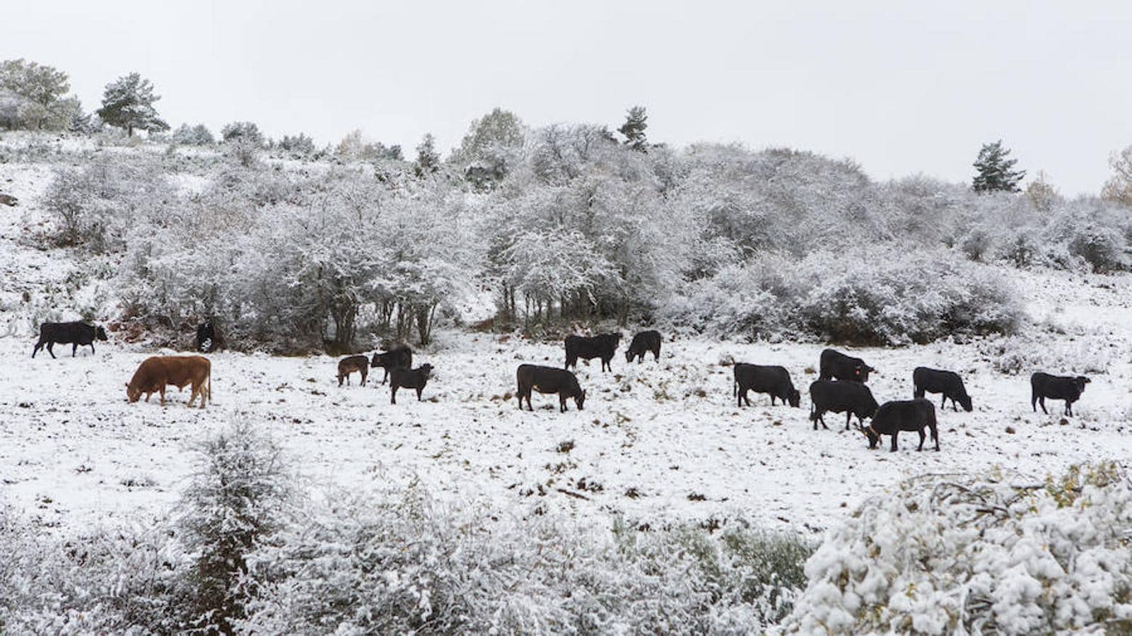 La nieve empieza a dominar el terreno y a rodear el valle riojano. La Rioja empieza a lucir un manto blanco muy esperado dada la sequía reinante en el campo. «La nieve es la sangre de la tierra», dicen los veteranos que viven en las zonas rurales de montaña