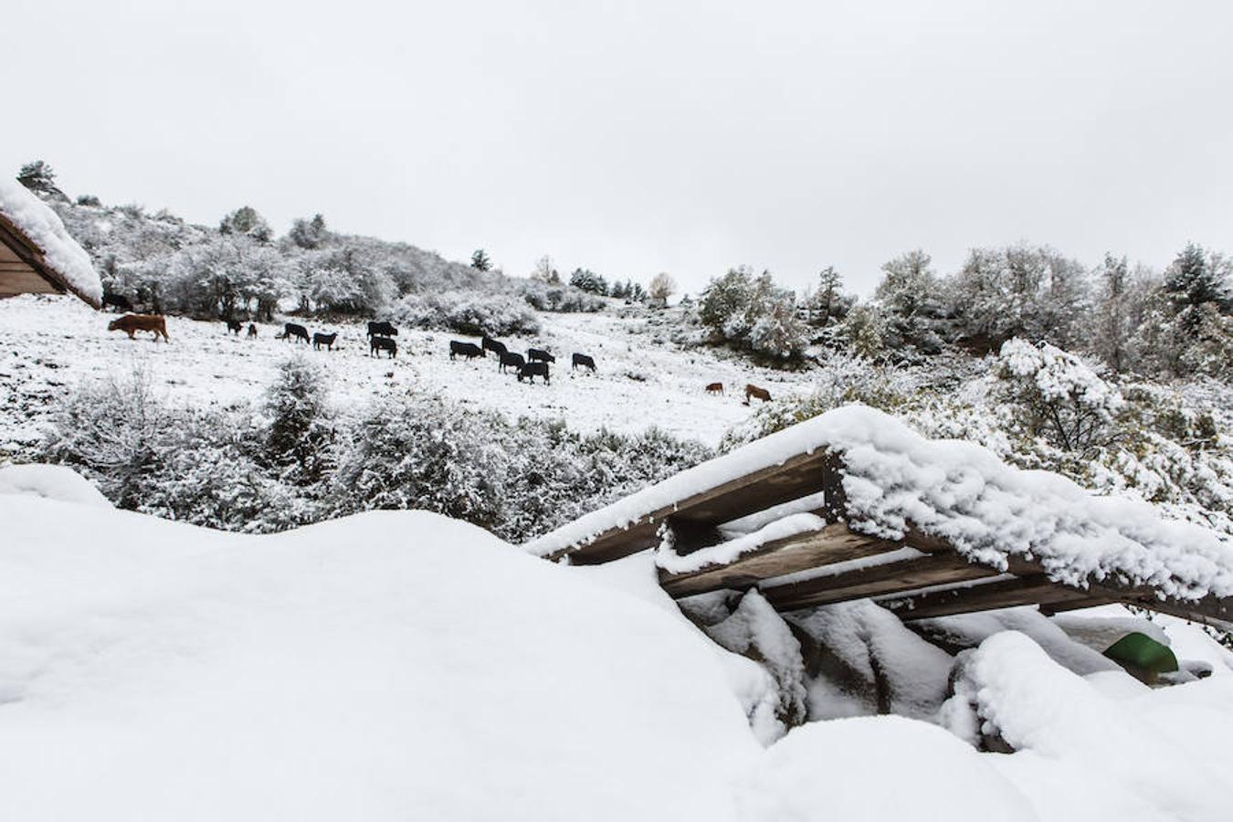 La nieve empieza a dominar el terreno y a rodear el valle riojano. La Rioja empieza a lucir un manto blanco muy esperado dada la sequía reinante en el campo. «La nieve es la sangre de la tierra», dicen los veteranos que viven en las zonas rurales de montaña