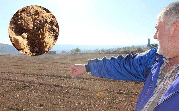 Imagen y detalle de un cultivo de cereal en el municipio de Ausejo, que está naciendo a corros por la falta de agua