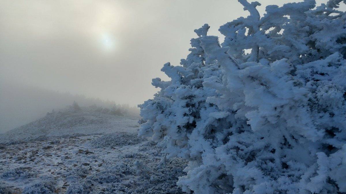 Espectacular cencellada en el límite entre Duruelo, Soria, y La Rioja. A 1950 metros en Urbión. Hasta -6.4 ha marcado el termómetro, con rachas de Norte de unos 50 km/h. 