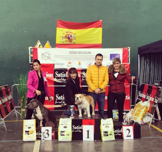 Tres de los perros que resultaron ganadores en el certamen. :: 