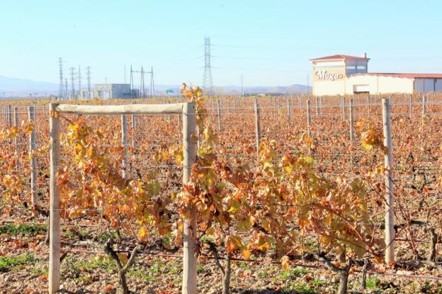 La subestación eléctrica de Haro, desde donde partiría el trazado de la línea 'Haro Norte', junto a unos viñedos de Bodegas Muga. :: 