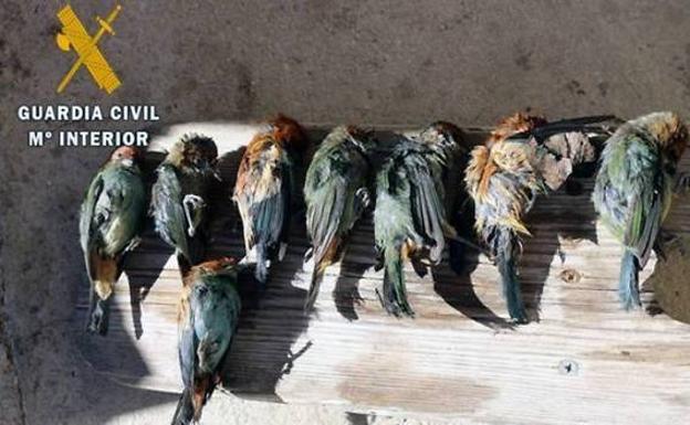 Aves muertas halladas en la maleta de una vecina de Logroño en el aeropuerto de Pamplona. 