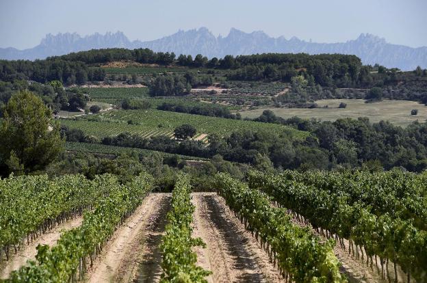 Campos de viñedos rodean la localidad barcelonesa de Sant Sadurní d'Anoia, la capital del cava. :: JOSEP LAGO / afp
