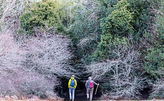 Imagen principal - Turismo en La Rioja: En la tierra de los acebos gigantes