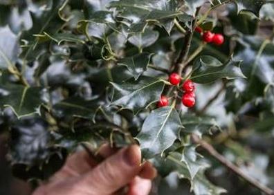 Imagen secundaria 1 - Turismo en La Rioja: En la tierra de los acebos gigantes