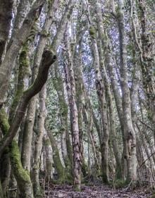 Imagen secundaria 2 - En la tierra de los acebos gigantes