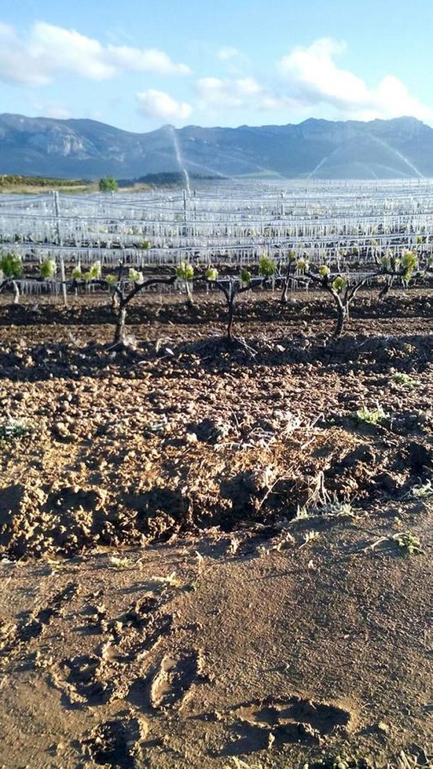 Récord de indemnizaciones agrarias en La Rioja en un 2017 nefasto