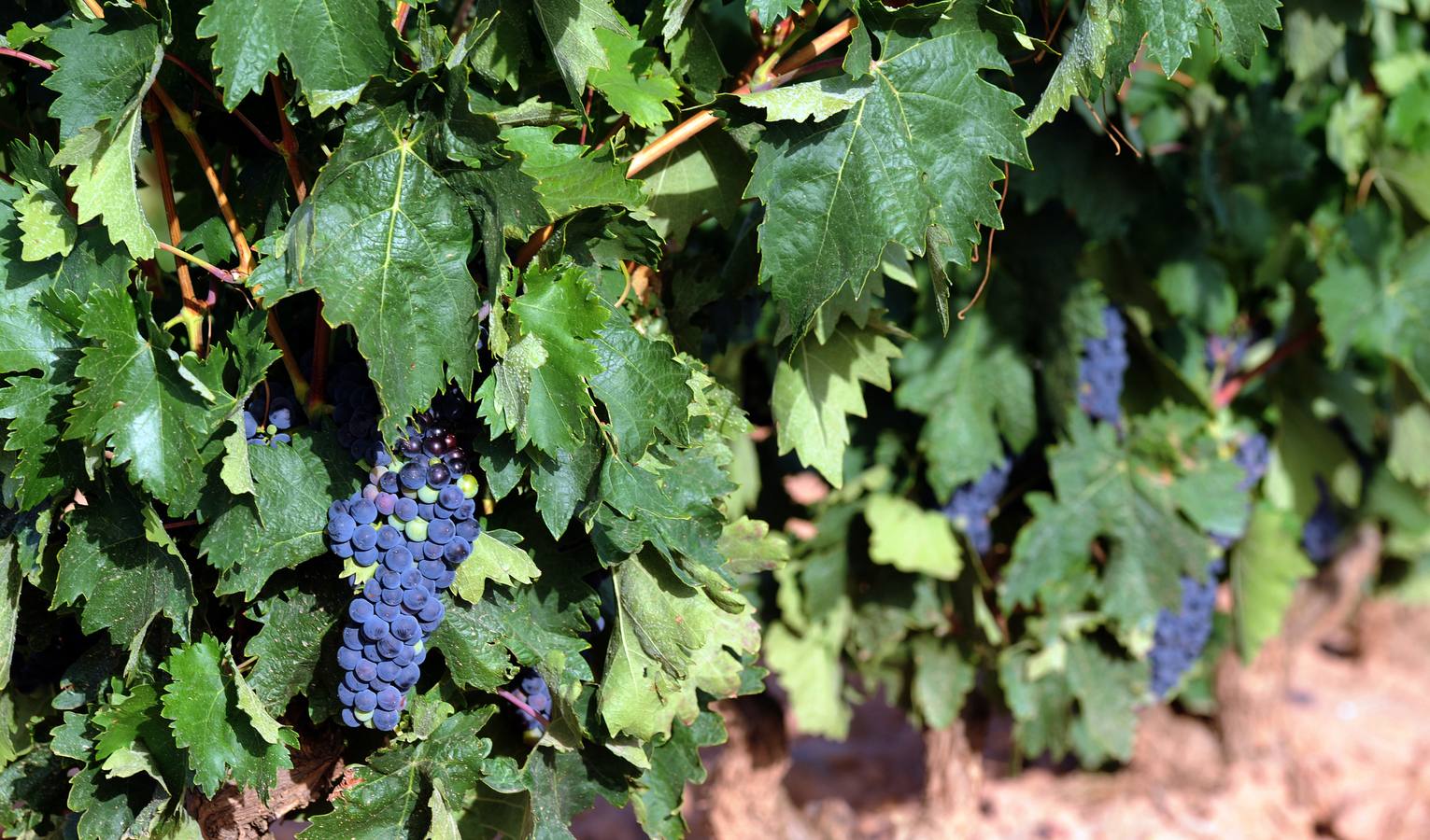 La preocupante sequía en la DOCa Rioja
