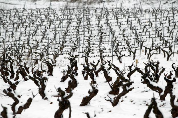 Viñedos nevados en la zona de Sotés. :: jUSTO rODRÍGUEZ