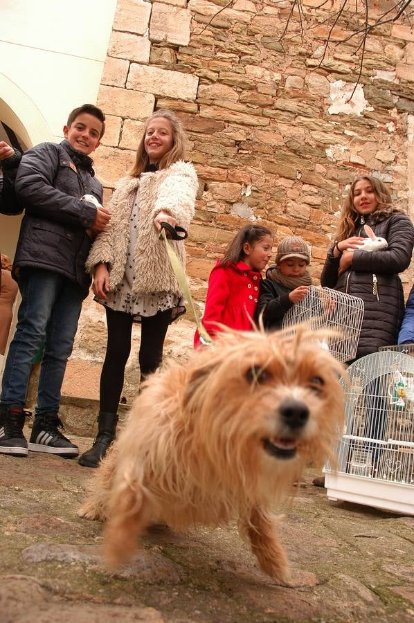 El municipio salió en procesión y bendijo a los animales