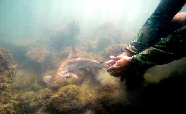 Un investigador atrapa un tiburón martillo. 