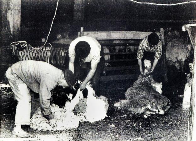 Esquilando ovejas en Galilea