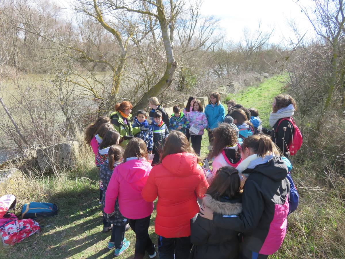 Tres colegios de Alfaro han participado en el programa educativo Regeneremos los Sotos