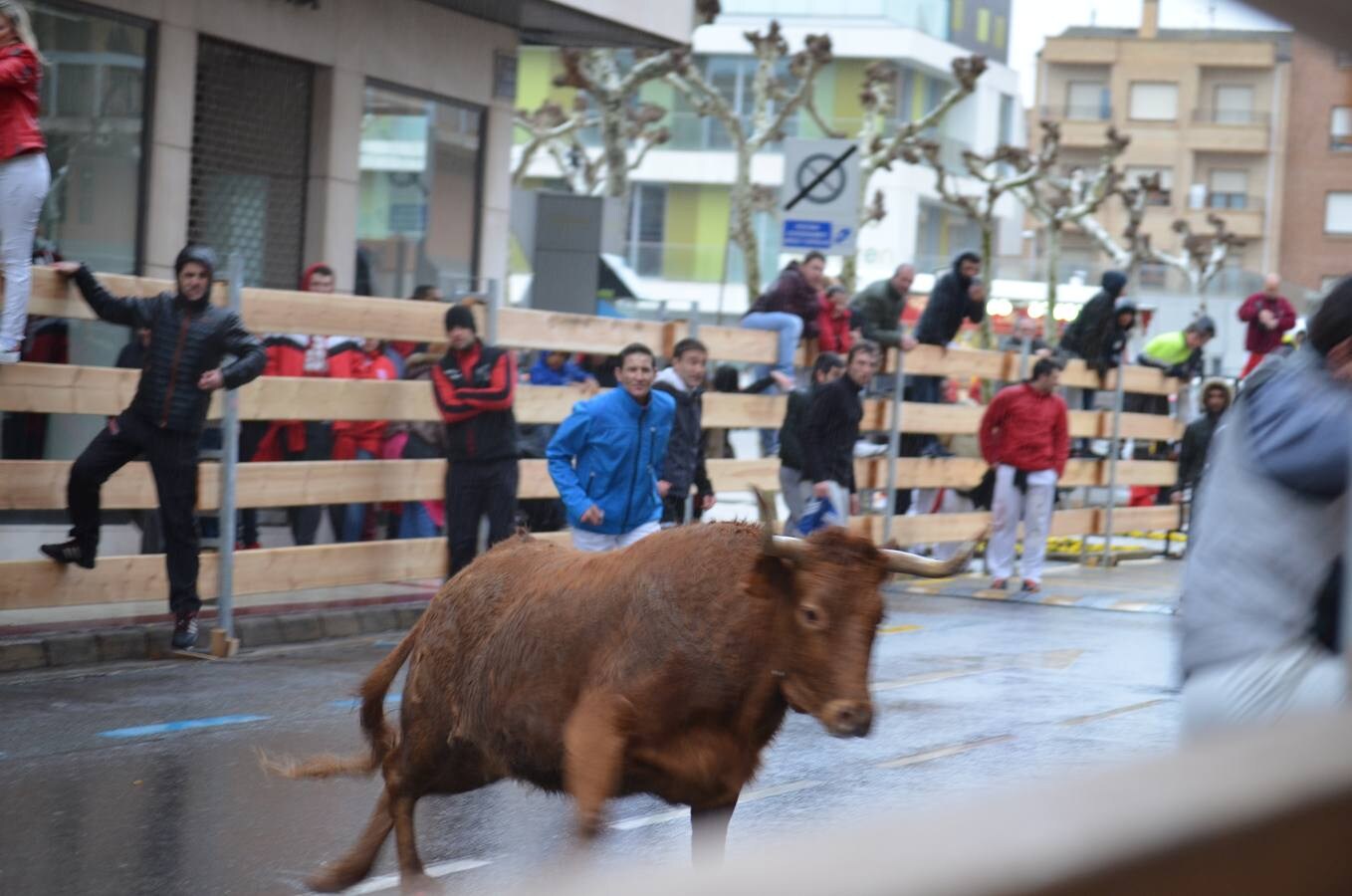 Al chupinazo celebrado por la mañana le siguió por la tarde el primer encierro de reses bravas. Sólo los más ‘valientes’ se atrevieron con el espectáculo. Y es que había que armarse de valor para soportar el frío y la lluvia que se apropiaron de la tarde en Calahorra. Al final, con gorros y paraguas, los aficionados disfrutaron de las vacas en la calle y de los saltos y quiebros de los recortadores en la plaza. Antes de la exhibición se guardó un minuto de silencio por el calagurritano Chema García, fallecido esta semana y gran aficionado al mundo taurino, y en especial a los encierros. 