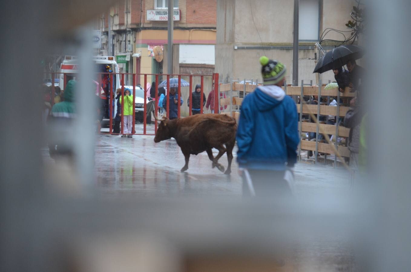 Al chupinazo celebrado por la mañana le siguió por la tarde el primer encierro de reses bravas. Sólo los más ‘valientes’ se atrevieron con el espectáculo. Y es que había que armarse de valor para soportar el frío y la lluvia que se apropiaron de la tarde en Calahorra. Al final, con gorros y paraguas, los aficionados disfrutaron de las vacas en la calle y de los saltos y quiebros de los recortadores en la plaza. Antes de la exhibición se guardó un minuto de silencio por el calagurritano Chema García, fallecido esta semana y gran aficionado al mundo taurino, y en especial a los encierros. 