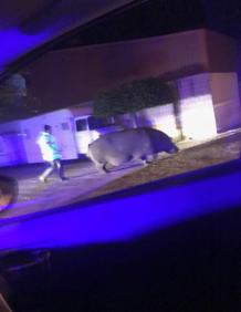 Imagen secundaria 2 - Un hipopótamo pasea por un pueblo de Badajoz tras escaparse de un circo