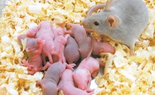 Un estudio muestra cómo se genera el instinto maternal en el cerebro de mamíferos