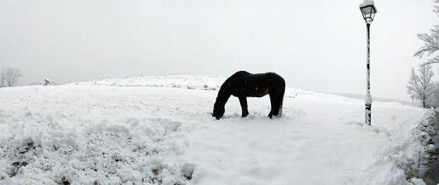 Un caballo escarba en la nieve para tratar de conseguir algo de alimento en la sierra riojana. :: Inma Sáenz