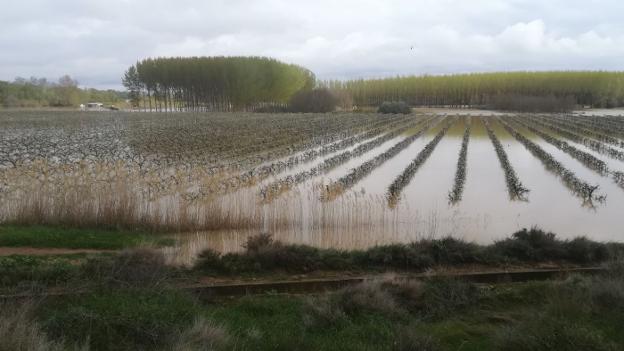 Frutales inundados en Alfaro, durante la crecida del Ebro de los últimos días. :