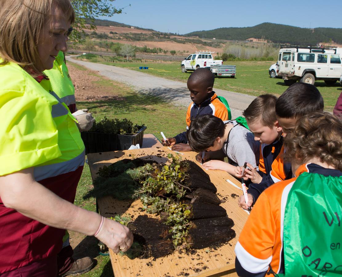 Cuca Gamarra y unos 200 escolares de la ciudad han participado en la tradicional plantación de encinas y pinos en el parque de La Grajera