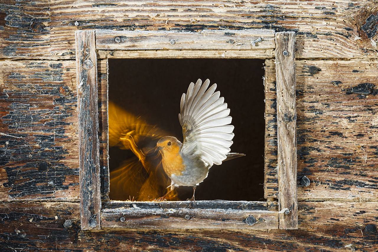 'Alma de petirrojo' | Eduardo Blanco Medizabal