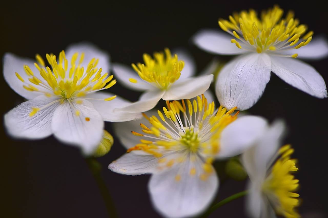 'Flores' | Miguel Ángel Robredo Abad