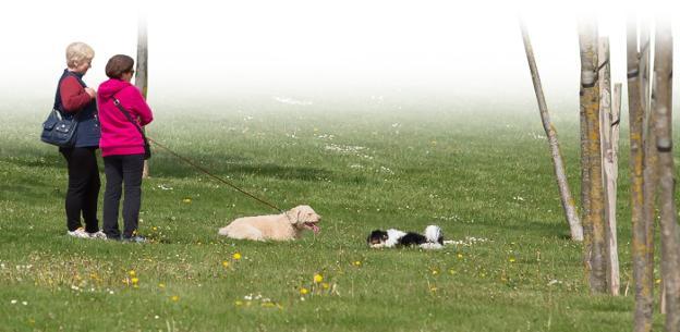 Los perros solamente pueden estar sueltos en las zonas acotadas y parques autorizados por el Ayuntamiento. La previsión es incorporar próximamente al parque Felipe VI. :: 