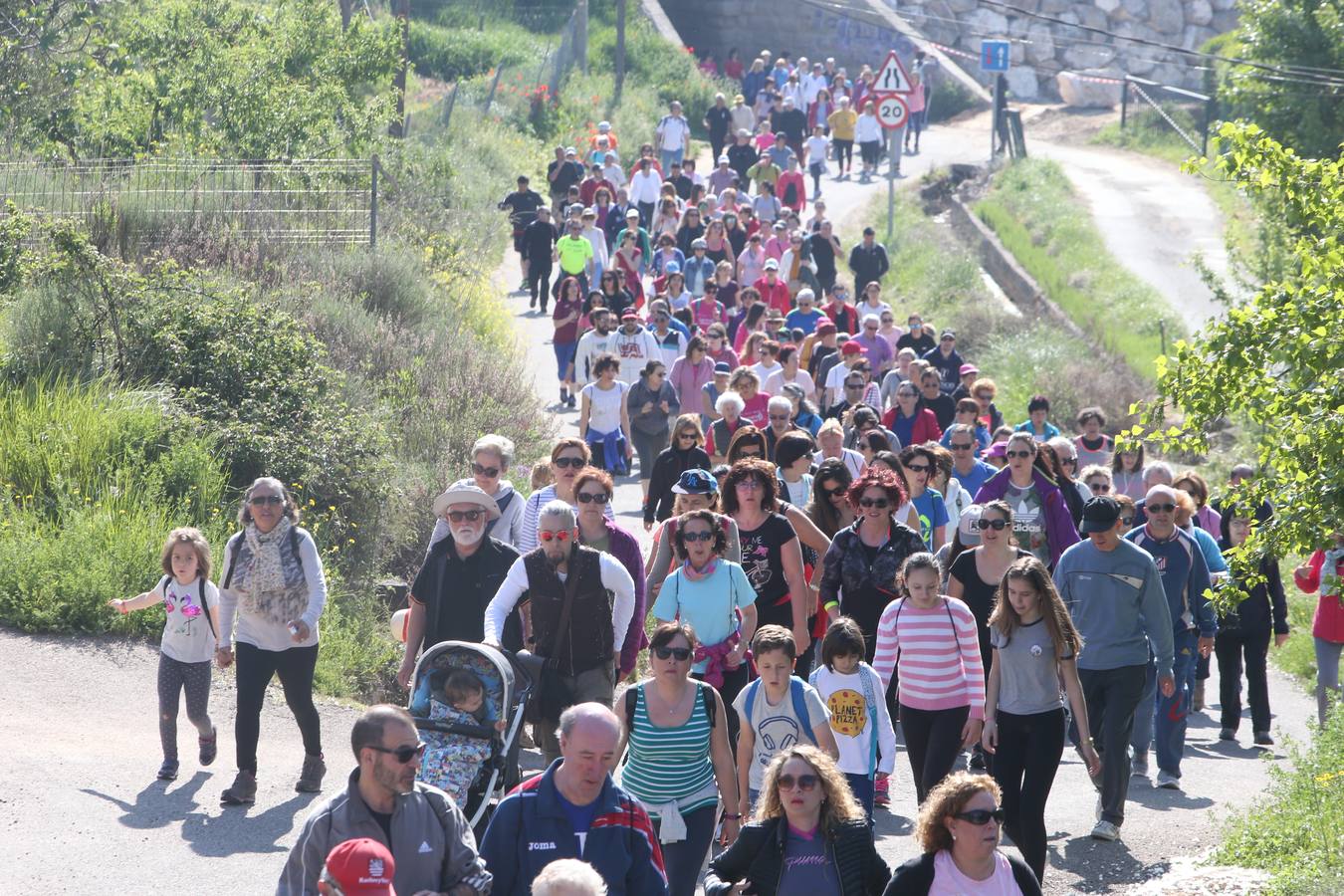 1.200 personas participaron en el útimo Paseo Saludable, un recorrido de doce kilómetros al mirador de los viñedos, a medio camino entre Logroño y El Cortijo.