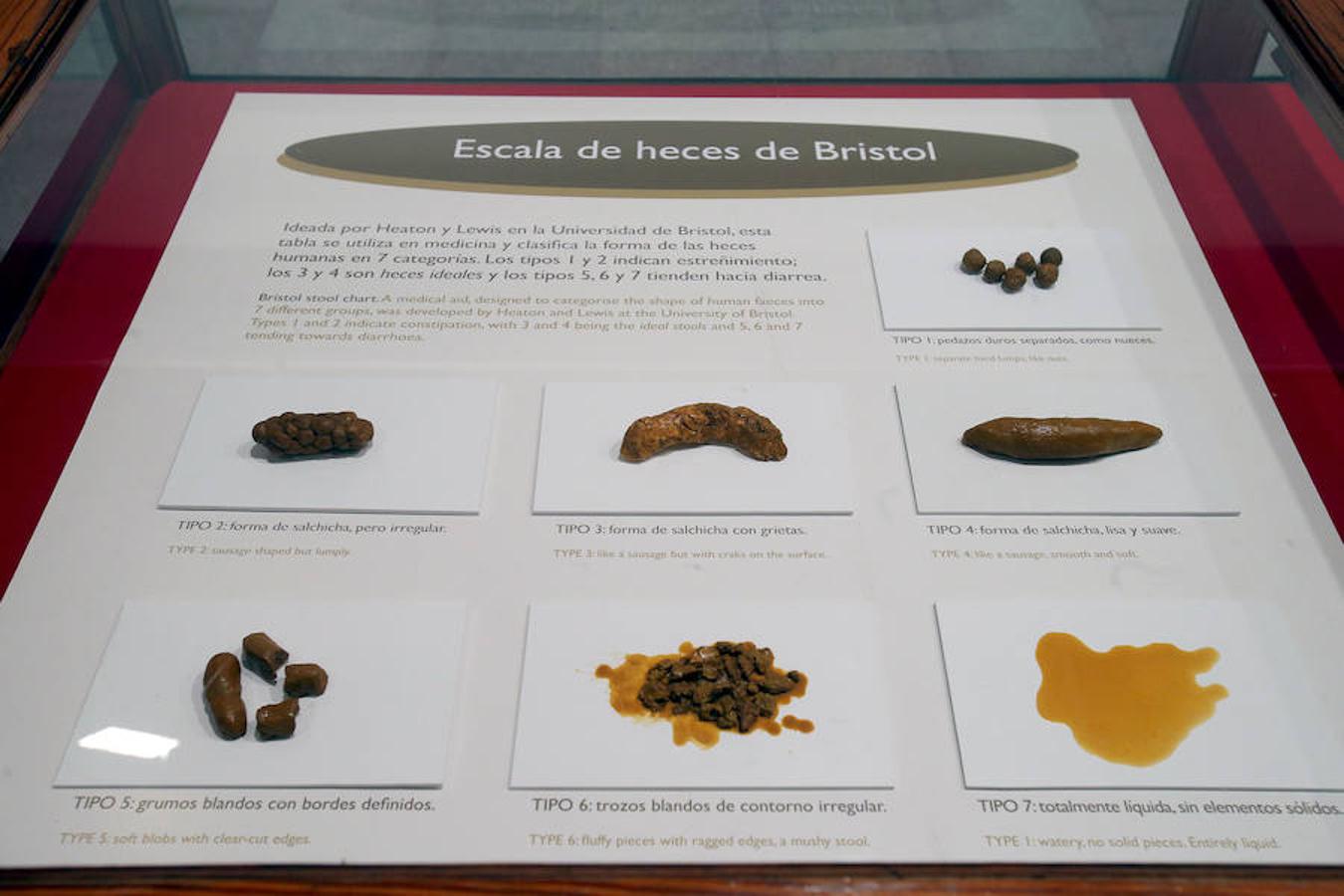 La Casa de las Ciencias propone la exposición 'Excreta', una propuesta que ahonda en el detritus urbano y en la capaidad de reciclaje de las deposiciones del hombre en las ciudades como las animales en el medio natural.